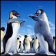 Happy Feet : photo George Miller