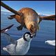 Happy Feet : photo George Miller