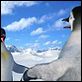 Happy Feet : photo George Miller