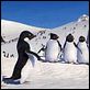 Happy Feet : photo George Miller