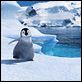 Happy Feet : photo George Miller