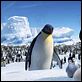 Happy Feet : photo George Miller