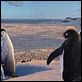 Happy Feet : photo George Miller