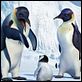 Happy Feet : photo George Miller