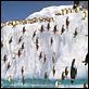 Happy Feet : photo George Miller