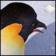 Happy Feet : photo George Miller