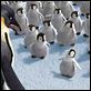 Happy Feet : photo George Miller