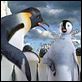 Happy Feet : photo George Miller