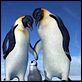 Happy Feet : photo George Miller