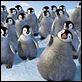 Happy Feet : photo George Miller