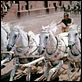 Ben Hur