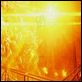 Sunshine : photo Danny Boyle