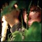 Rescue Dawn : photo Christian Bale, Werner Herzog