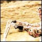 Easy Rider : photo Dennis Hopper