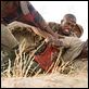 Blood Diamond : photo Djimon Hounsou, Edward Zwick