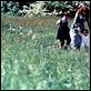 Wiedersehen in Howards End : photo Helena Bonham Carter, James Ivory