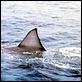 Der weiße Hai : photo Steven Spielberg