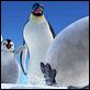 Happy Feet : photo George Miller