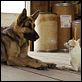 Beverly Hills Chihuahua