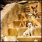 Beverly Hills Chihuahua
