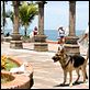 Beverly Hills Chihuahua