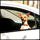Beverly Hills Chihuahua