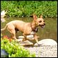 Beverly Hills Chihuahua