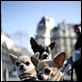 Beverly Hills Chihuahua