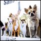 Beverly Hills Chihuahua