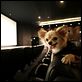 Beverly Hills Chihuahua