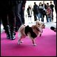 Beverly Hills Chihuahua