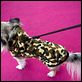 Beverly Hills Chihuahua
