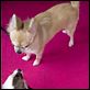 Beverly Hills Chihuahua