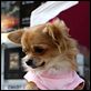 Beverly Hills Chihuahua