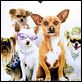 Beverly Hills Chihuahua