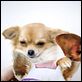 Beverly Hills Chihuahua