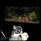 Beverly Hills Chihuahua