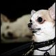 Beverly Hills Chihuahua