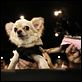 Beverly Hills Chihuahua