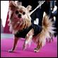 Beverly Hills Chihuahua