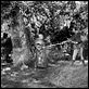Robin Hood, König der Vagabunden : photo Errol Flynn, Michael Curtiz
