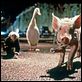 Schweinchen Babe in der großen Stadt : photo George Miller