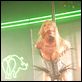Zombie Strippers