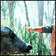 Crocodile Dundee : photo Paul Hogan, Peter Faiman