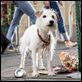 Das Hundehotel