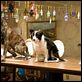 Das Hundehotel