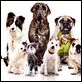 Das Hundehotel