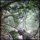 Tunnel Rats