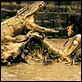 Ong Bak 2 : photo Tony Jaa