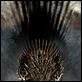 Game of Thrones – Das Lied von Eis und Feuer